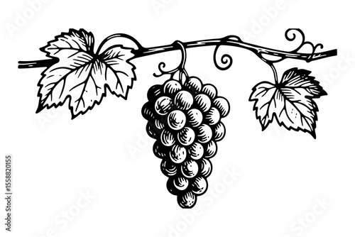 Grapes fruits vector engraving style illustration