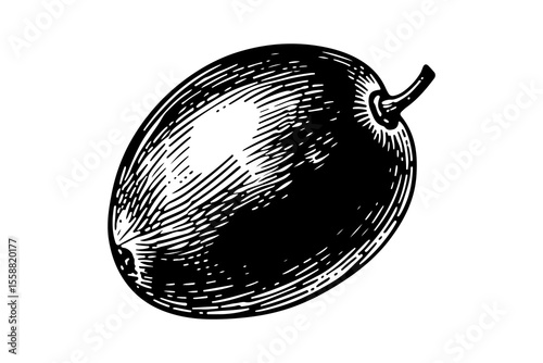 Grapes fruits vector engraving style illustration