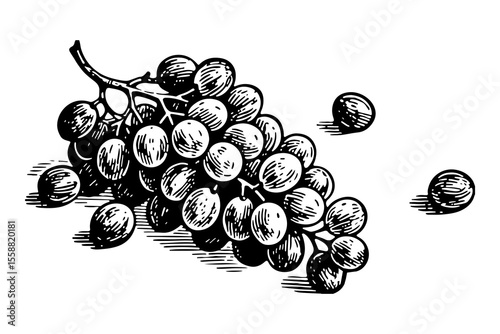 Grapes fruits vector engraving style illustration