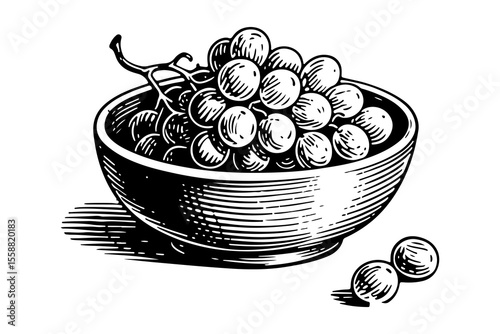 Grapes fruits vector engraving style illustration