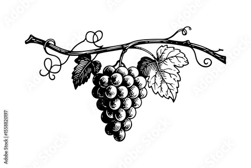 Grapes fruits vector engraving style illustration