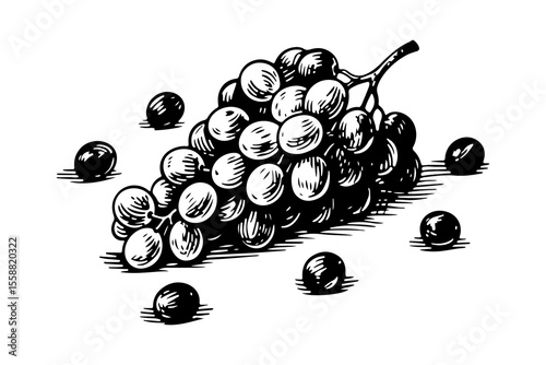 Grapes fruits vector engraving style illustration