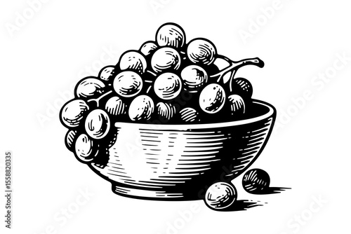 Grapes fruits vector engraving style illustration
