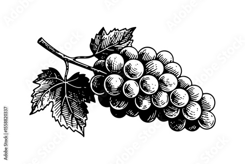 Grapes fruits vector engraving style illustration