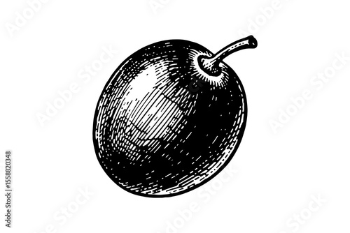 Grapes fruits vector engraving style illustration