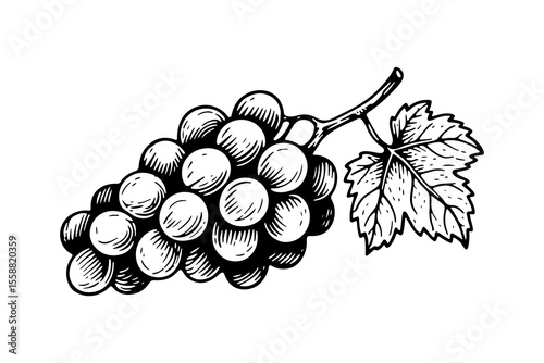 Grapes fruits vector engraving style illustration