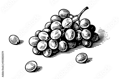 Grapes fruits vector engraving style illustration