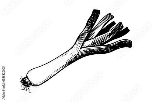 Leek leaves vector engraving style illustration