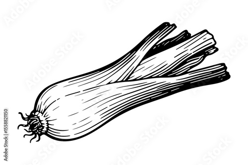 Leek leaves vector engraving style illustration