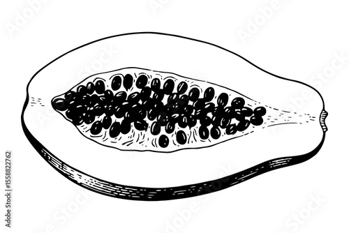 Papaya fruits vector engraving style illustration