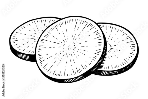 Radish vector engraving style illustration