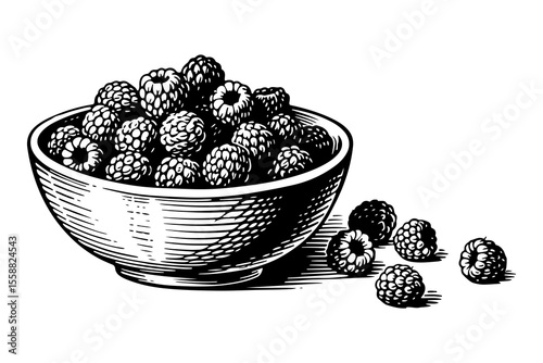 Raspberries vector engraving style illustration