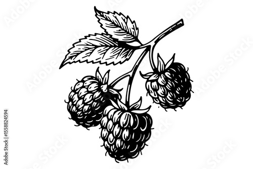Raspberries vector engraving style illustration