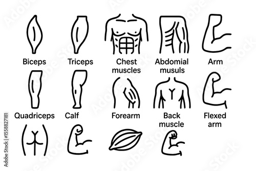 Muscle icons: biceps, triceps, chest, abdominal, arm, quadriceps, back, forearm