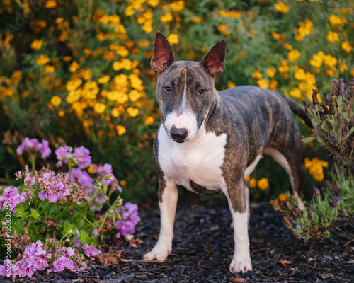 Bild auf Leinwand Mini bull terrier posing in a garden of flowers