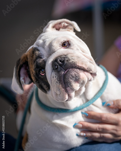 Canvas-taulu Bulldog with a tilted head looking at the camera