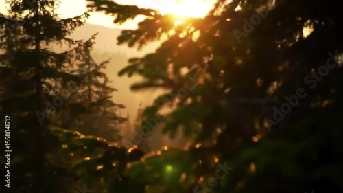 A view of the sun rising over the misty mountains, with golden rays shining through the pine trees.