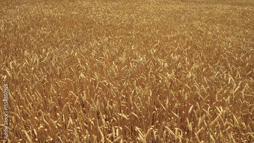 Billede på lærred agriculture, wheat field in rural farmer's land, business technology for growing rye on plantations, farm land, growing crops of plants, harvest season, growing cereal grains on fertilized soil