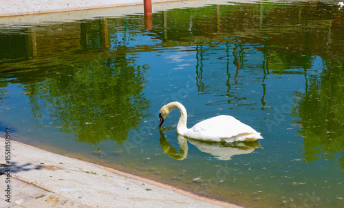 Fototapeta Naklejka Na Ścianę i Meble -  A white swan gracefully swims in an artificial pond with greenish water, bowing its head, likely searching for food or drinking. Concrete banks and reflections of trees are visible around, creating a 