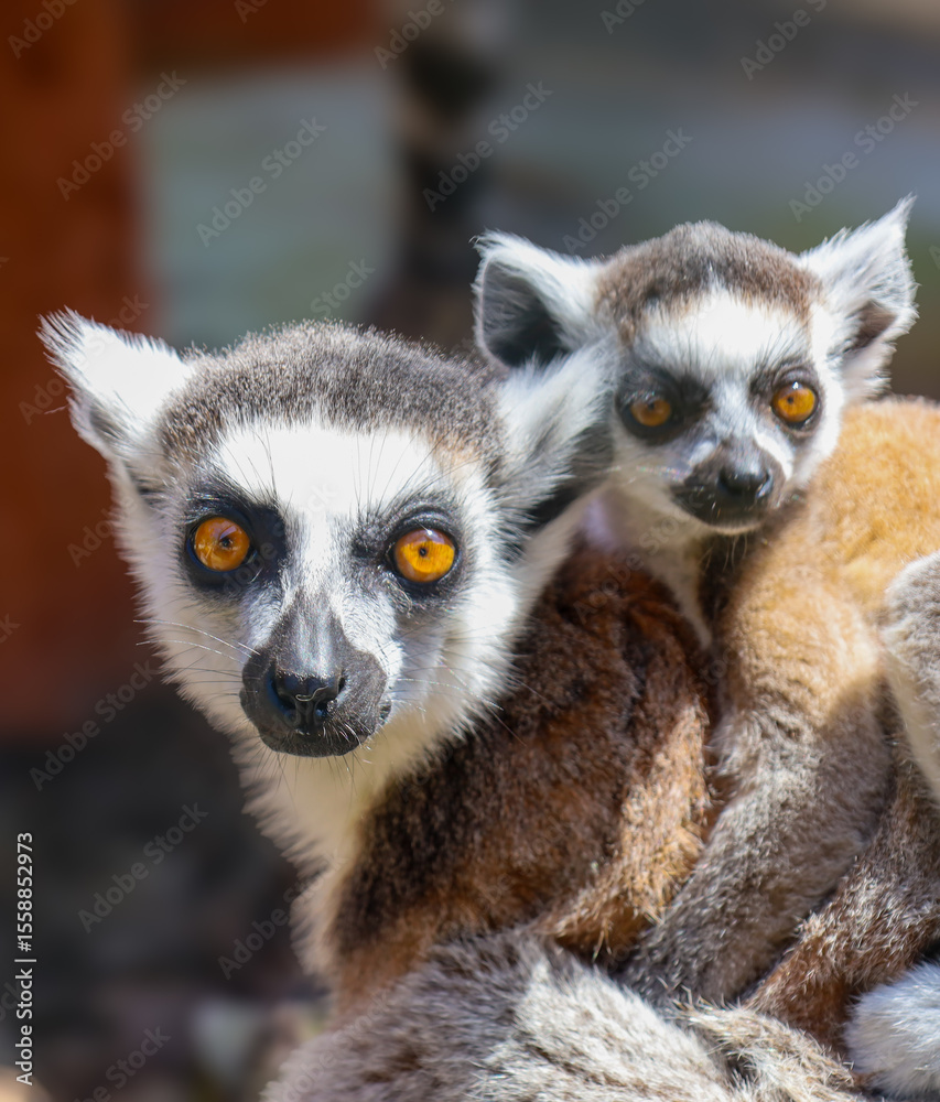Obraz premium A charming pair of ring-tailed lemurs – an adult with a baby on its back – look intently at the camera. Their bright orange eyes stand out against their black and white faces.
