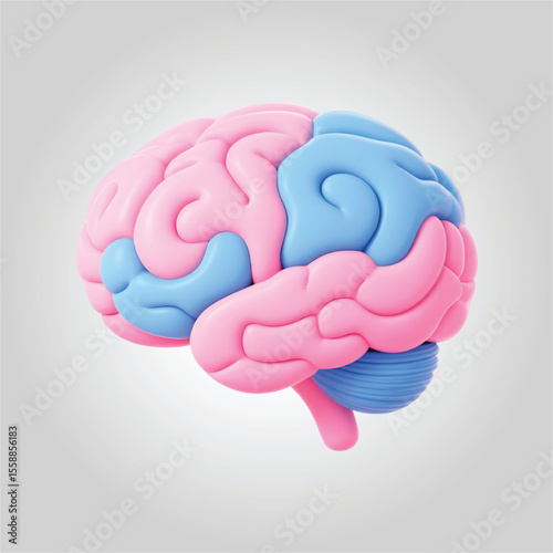 human brain anatomy