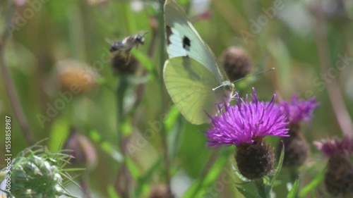 Large White butterfly (Pieris brassicae) female in a wild flower meadow joined by a honey bee while feeding on a Common Knapweed flower (Centaurea nigra). June, Kent, UK [Slow motion x5]