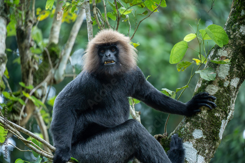 Canvas Print Alpha male Nilgiri langur in its habitat