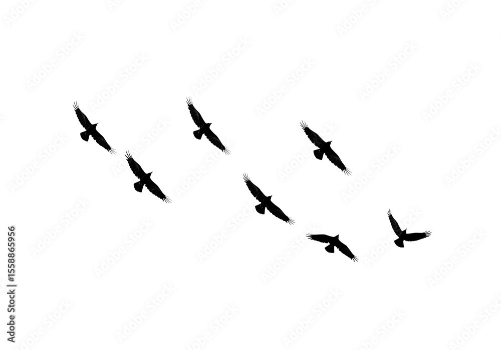 Fototapeta premium Flock of birds flying together in the sky on a white background