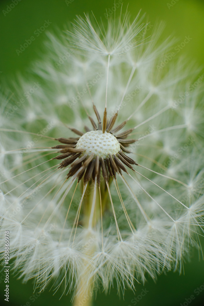 Fototapeta premium A delicate dandelion seed head, partially blown, with fluffy white parachutes ready to disperse, set against a soft green background.