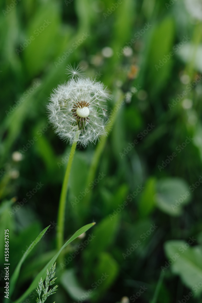Fototapeta premium A beautiful dandelion in a field with a gentle breeze scattering its seeds. A symbol of summer, wishes, and freedom.