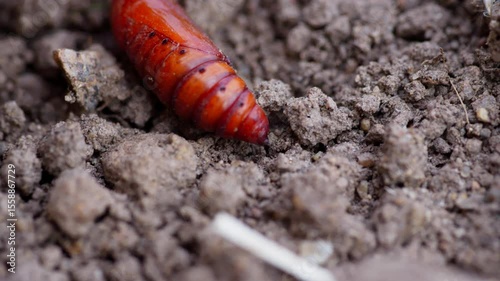 A brown pupal larva is moving on the ground, close-up