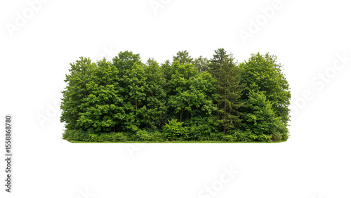 Cutout tree line. Forest and green foliage in summer. Row of trees and shrubs isolated on transparent background. Forest scape. High quality clipping mask