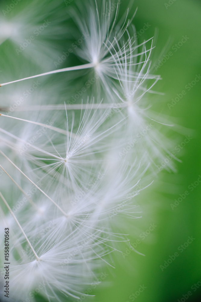 Fototapeta premium Individual dandelion parachutes with delicate white filaments float against a vibrant, blurred green background, highlighting their ethereal beauty.