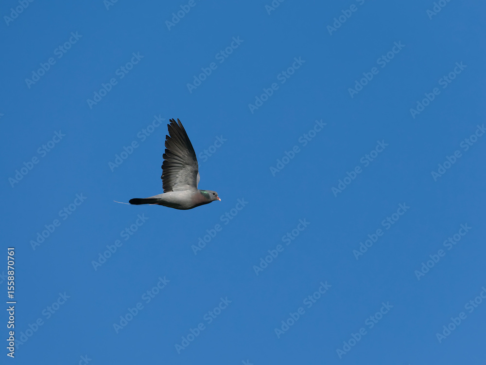 Obraz premium Stock dove, Columba oenas