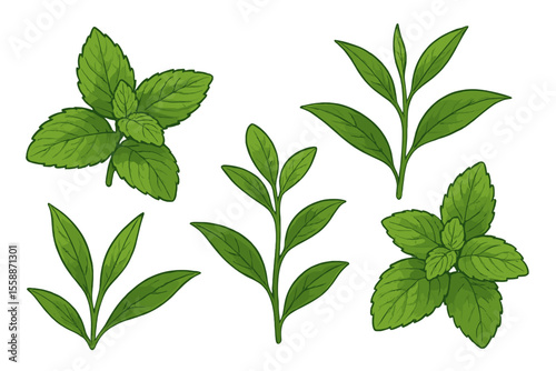 Various types of fresh green leaves arranged artistically for culinary use and decoration