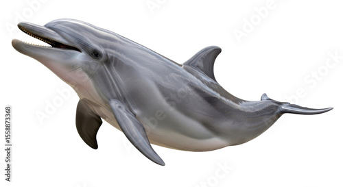 Photography Isolated Dolphin
