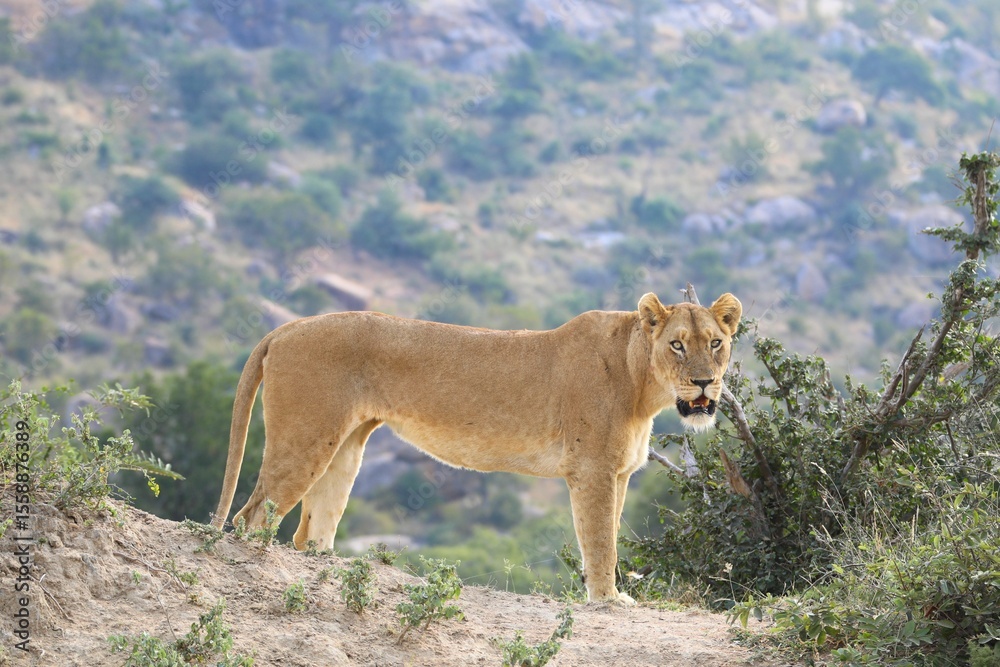 Obraz premium Alert lioness standing on a rocky hill with scenic savanna landscape in the background, wild African