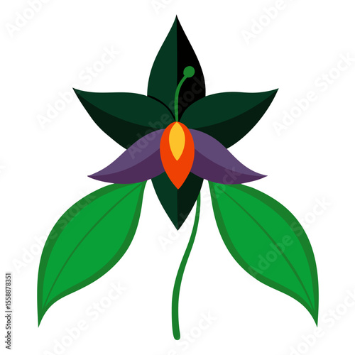 enchanter nightshade flower on white back-ground