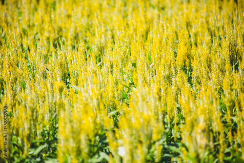 field of yellow flowers