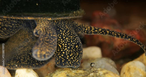 A snail with spots crawls on the bottom of a pond on rocks in close-up