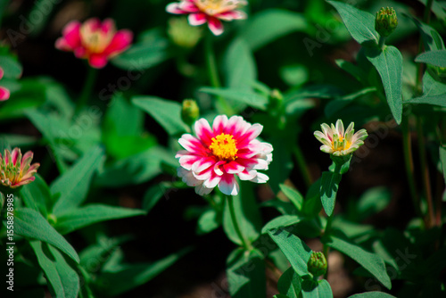pink cosmos flower