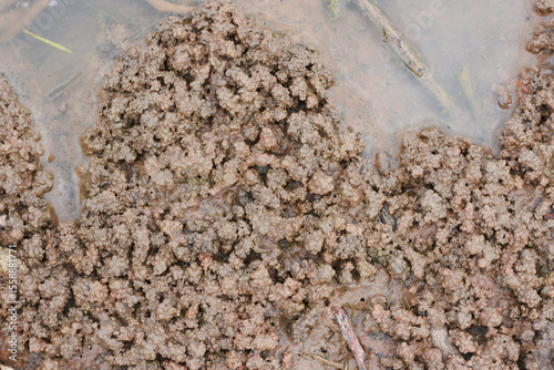 Close-up view of animal tracks on the ground