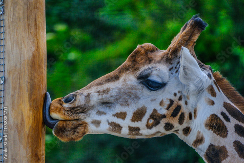 Photography portrait of a giraffe