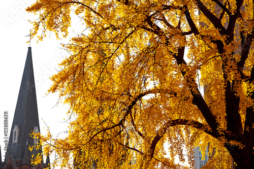 Photography Yellow ginkgo  tree on road with Cathedral building background in Shanghai, Chin