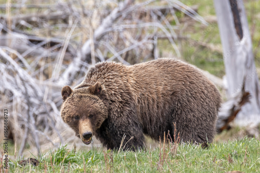 Fototapeta premium Grizzly Bear in Springtime in Yellowstone National Park Wyoming