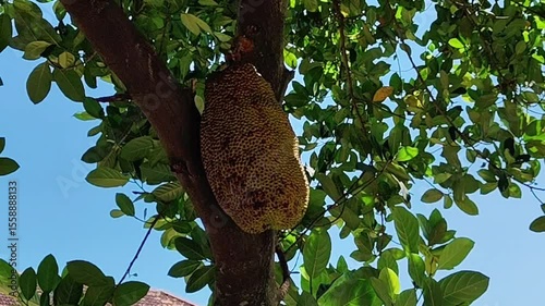 Ripe jackfruit hanging on a tree with blue sky background, tropical fruit farming plantation.