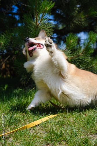 Red and white Pembroke Welsh Corgi energetically playing and waving its paw while lying on green grass in a public city park. Happy dog on a yellow leash under pine trees
