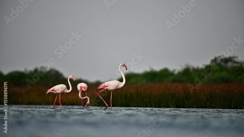 Flamingos in the lake