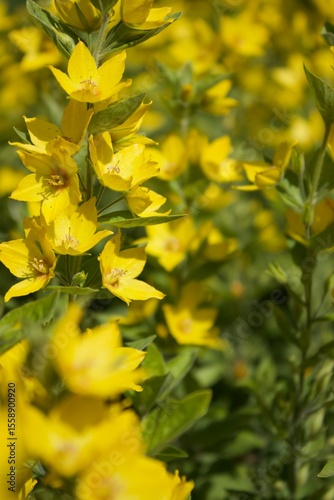 Small yellow wildflowers close-up 