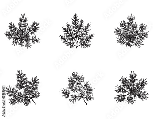 Elegant Black and White Illustration of Pine Branch, Nature Inspired Artwork, Botanical Line Drawing